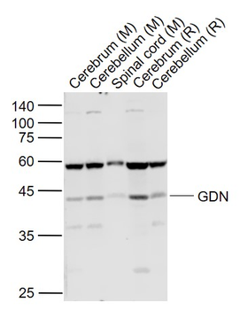 GDN Rabbit Polyclonal Antibody