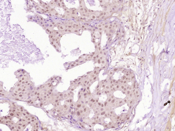 Phospho-P53 (Ser392) Rabbit Polyclonal Antibody