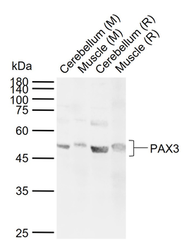 PAX3 Rabbit Polyclonal Antibody