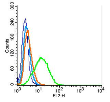 PODXL Rabbit Polyclonal Antibody