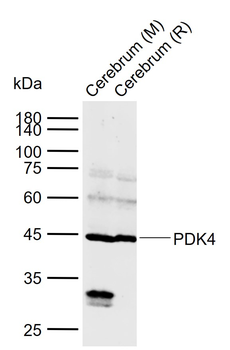 PDK4 Rabbit Polyclonal Antibody