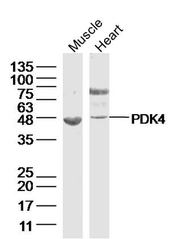 PDK4 Rabbit Polyclonal Antibody