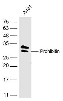 Prohibitin Rabbit Polyclonal Antibody