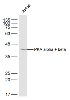 PKA alpha + beta Rabbit Polyclonal Antibody