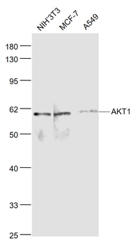 AKT1 Mouse Polyclonal Antibody