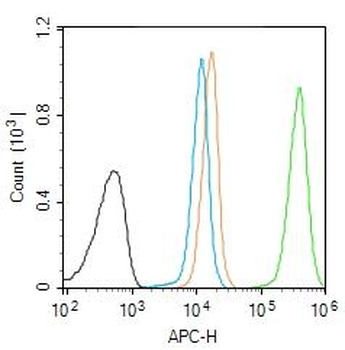 PRKCB Rabbit Polyclonal Antibody