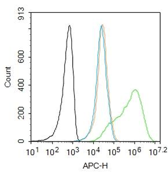 PRKCB Rabbit Polyclonal Antibody