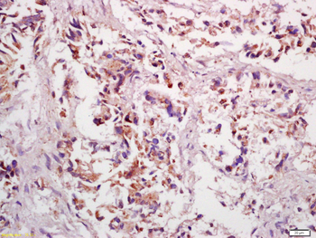 PPP4C Rabbit Polyclonal Antibody
