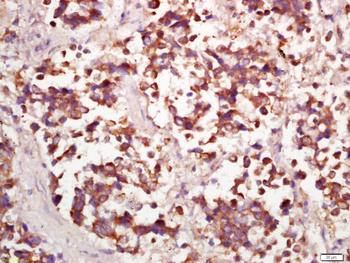 PPP4C Rabbit Polyclonal Antibody