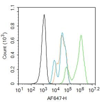 PPAR gamma Rabbit Polyclonal Antibody