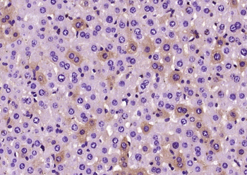 Presenilin 1 Mouse Polyclonal Antibody