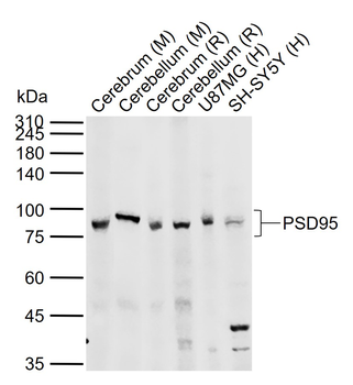 PSD95 Rabbit Polyclonal Antibody