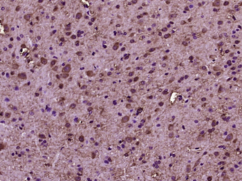 RhoA Rabbit Polyclonal Antibody