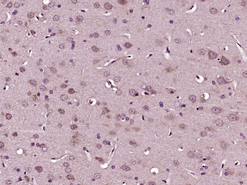 RhoA Rabbit Polyclonal Antibody