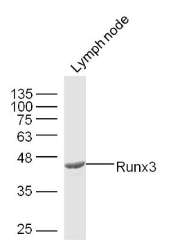 Runx3 Rabbit Polyclonal Antibody