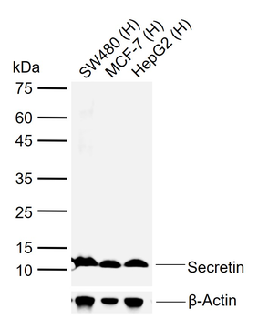 Secretin Rabbit Polyclonal Antibody