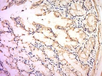 Secretin Rabbit Polyclonal Antibody