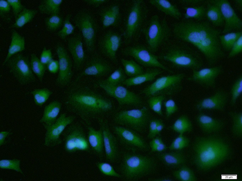 Semaphorin 3F Rabbit Polyclonal Antibody