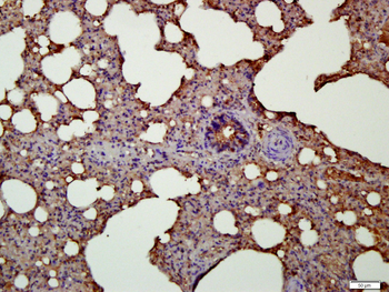 Semaphorin 3F Rabbit Polyclonal Antibody