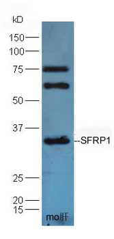 SFRP1 Rabbit Polyclonal Antibody