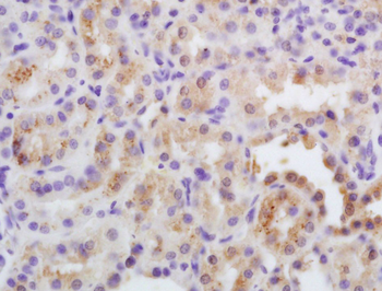 SFRP1 Rabbit Polyclonal Antibody
