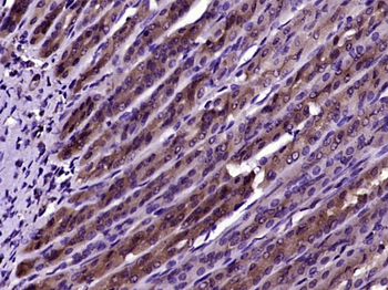 SGCB Rabbit Polyclonal Antibody