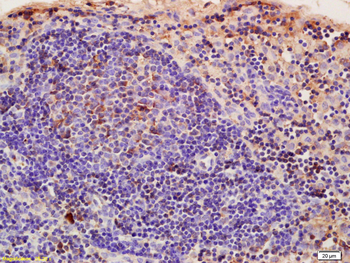 CRIM1 Rabbit Polyclonal Antibody
