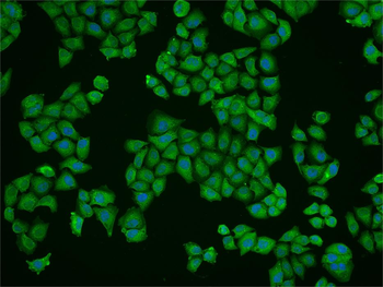 MAP126 Rabbit Polyclonal Antibody