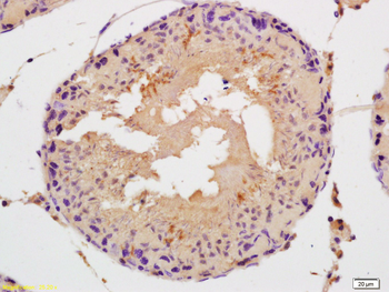 MAP126 Rabbit Polyclonal Antibody