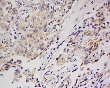 SPARC Rabbit Polyclonal Antibody