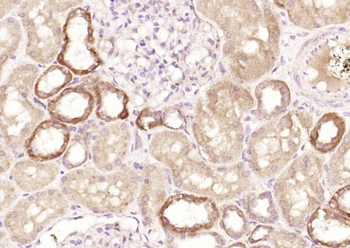 SPARC Rabbit Polyclonal Antibody