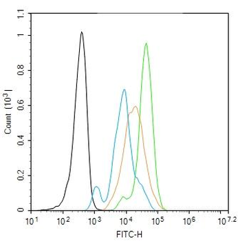 SRF Rabbit Polyclonal Antibody