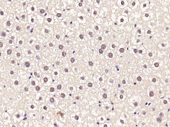 SREBP1 Rabbit Polyclonal Antibody
