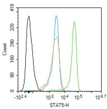 STAT5 Rabbit Polyclonal Antibody