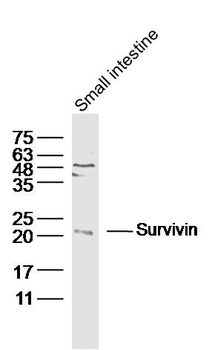 Survivin Rabbit Polyclonal Antibody