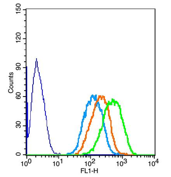 SYVN1 Rabbit Polyclonal Antibody