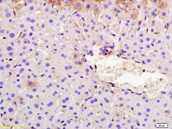 SYVN1 Rabbit Polyclonal Antibody