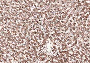 SYVN1 Rabbit Polyclonal Antibody