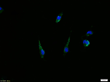 Phospho-Tau (Thr498) Rabbit Polyclonal Antibody