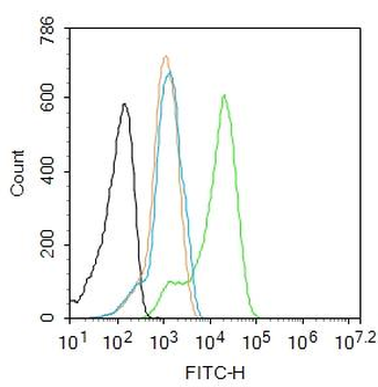 TERT Rabbit Polyclonal Antibody