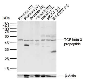 TGF beta 3 propeptide Rabbit Polyclonal Antibody