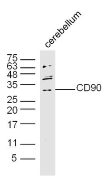 CD90/Thy-1 Rabbit Polyclonal Antibody