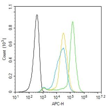 TIE2 Rabbit Polyclonal Antibody