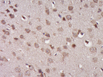 TRAF3 Rabbit Polyclonal Antibody