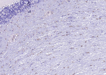 F(ab')₂ Fragment Goat Anti-Mouse IgG H&L, HRP conjugated