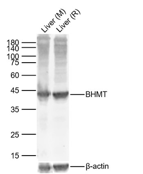 BHMT Rabbit Polyclonal Antibody