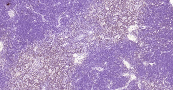CD3E Recombinant Rabbit Monoclonal Antibody