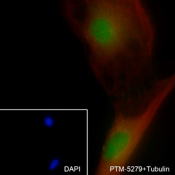 XRCC5/Ku80 Recombinant Rabbit Monoclonal Antibody