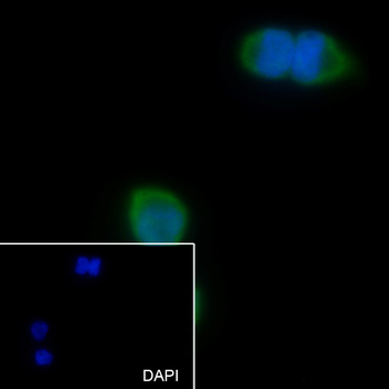 LYPD3 Recombinant Rabbit Monoclonal Antibody