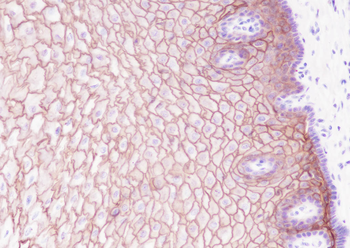 LYPD3 Recombinant Rabbit Monoclonal Antibody